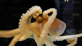 Octopus species have been found to hold seemingly extraterrestrial capabilities. 