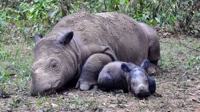 Wild Sumatran rhinoceros are now considered to be in Malaysia. 
