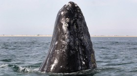 A gray whale's head breaks the water surface in the Laguna San Ignacio on Mexico's Baja California peninsula February 8, 2006