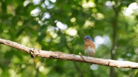 Bluebirds respond to background noise by altering their songs. 