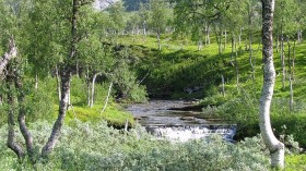 Boreal forest 