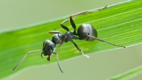 Black Ant