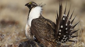 Male Sage-Grouse