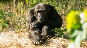 Uganda Chimpanzee 