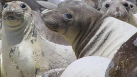 Researchers have discovered the H1N1 flu virus in elephant seals off the coast of central California. 