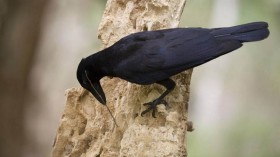 New Caledonian crow