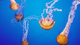 Jellyfish have been gathering in warming waters, but might be helping out seabirds. 