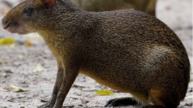 Scientists have discovered what might be the oldest grasslands by studying two ancient South American rodent fossils.	 (Photo: Reuters) 