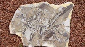 Feathered fossil 