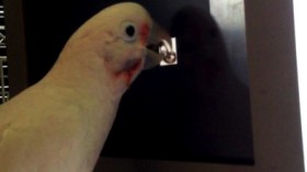 Cockatoo