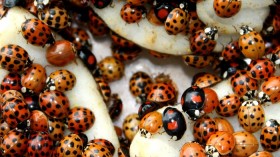 During spring and fall, mass occurrences of the Asian lady beetle can often be observed.