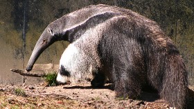 Great Anteater 