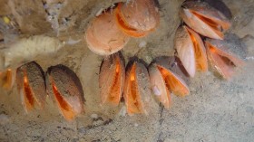 New Species of Giant File Clams 