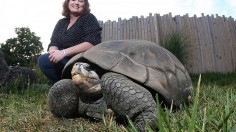 Janna Willoughby with a Galapagos giant tortoise