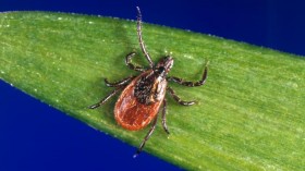 Ixodes scapularis is commonly known as the deer tick or blacklegged tick