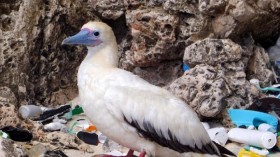 Red-Footed Booby 