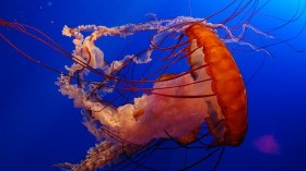 Jellyfish