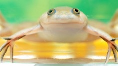 African clawed frog