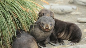 Antarctic Fur Seal Pups 