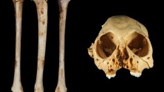 Antillothrix Bones and Skull 