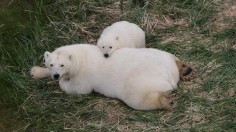 Arctic Polar Bears on Land 