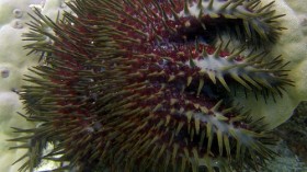 Crown-of-thorns starfish (COTS)