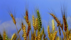 Wheat Crops 