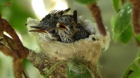 Hummingbird Nest 