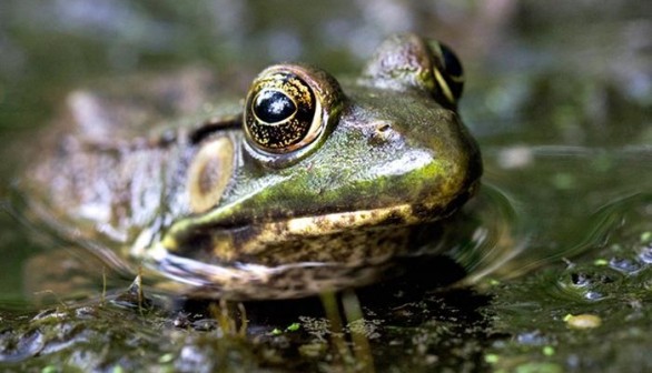 Female Green Frog 