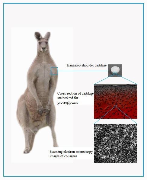 https://1471793142.rsc.cdn77.org/data/images/full/18338/kangaroo-shoulder-cartilage.jpg