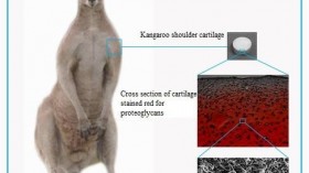 Kangaroo Shoulder Cartilage