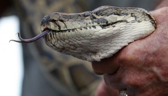 A previously captured 13-foot Burmese python is held for the press to view in the Everglades, Florida January 17, 2013