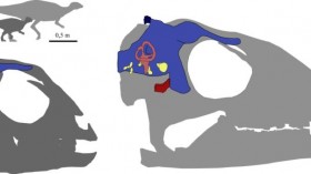 Reconstruction of the brain in the young and fully grown Dysalotosaurus lettowvorbecki.