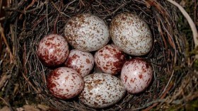 Warbler and Cowbird Eggs 