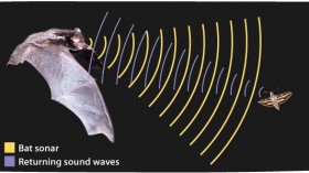 Echolocation in bats 