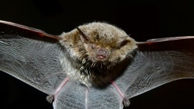 One of the many bats that live in locations worldwide, except in polar regions. 