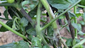 Dark brown lesions on stems, with white fungal growth developing under moist conditions, are characteristic of late blight, which caused the Irish Potato Famine