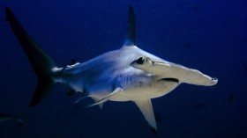 Hammerhead Shark 