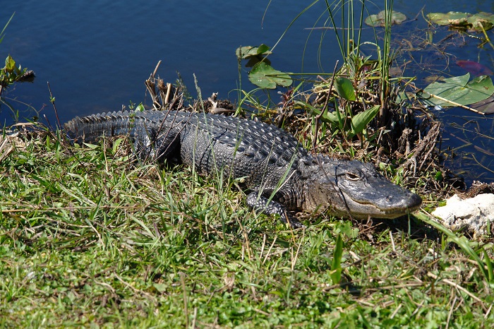 Invasive Species: Non-Native Reptiles and Amphibians in Florida