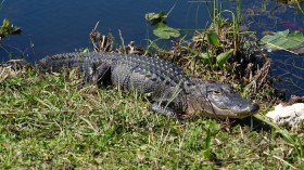 Everglades Alligator