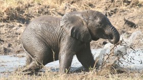 Baby Elephant 