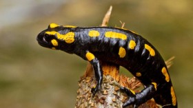 Fire salamander. 