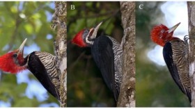 Woodpeckers in the Atlantic Forest