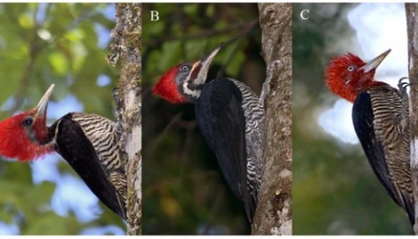 Woodpeckers in the Atlantic Forest