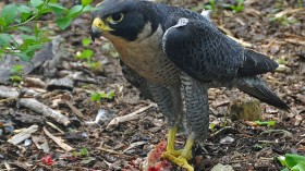 Peregrine Falcon