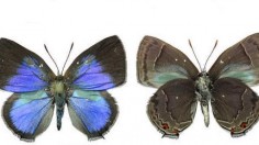 Male Hairstreak Butterflies 