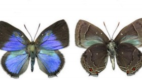Male Hairstreak Butterflies 
