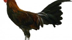 Red Junglefowl