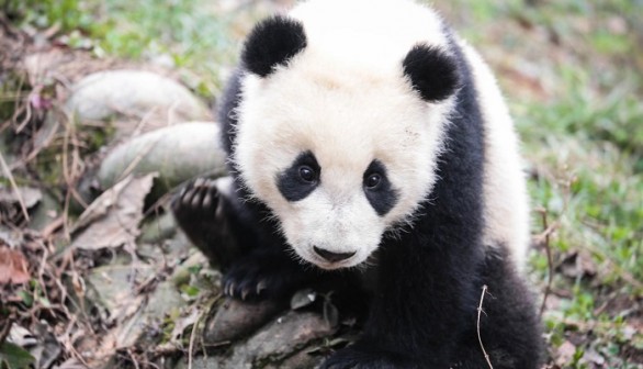 Giant Panda 