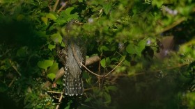 Eurasian Cuckoo